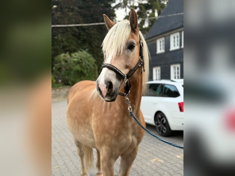 Haflinger Wallach 5 Jahre 155 cm Fuchs in Wuppertal