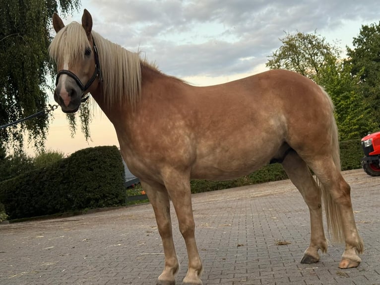 Haflinger Wallach 5 Jahre 155 cm Fuchs in Wuppertal