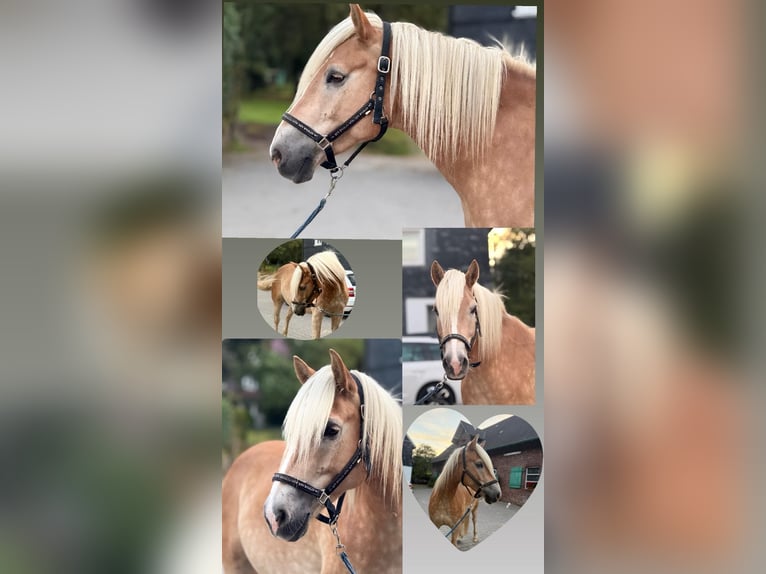 Haflinger Wallach 5 Jahre 155 cm Fuchs in Wuppertal