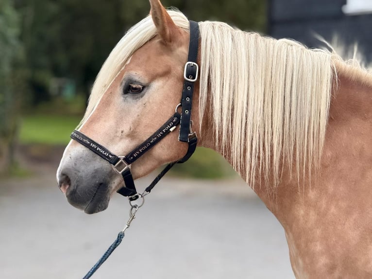 Haflinger Wallach 5 Jahre 155 cm Fuchs in Wuppertal