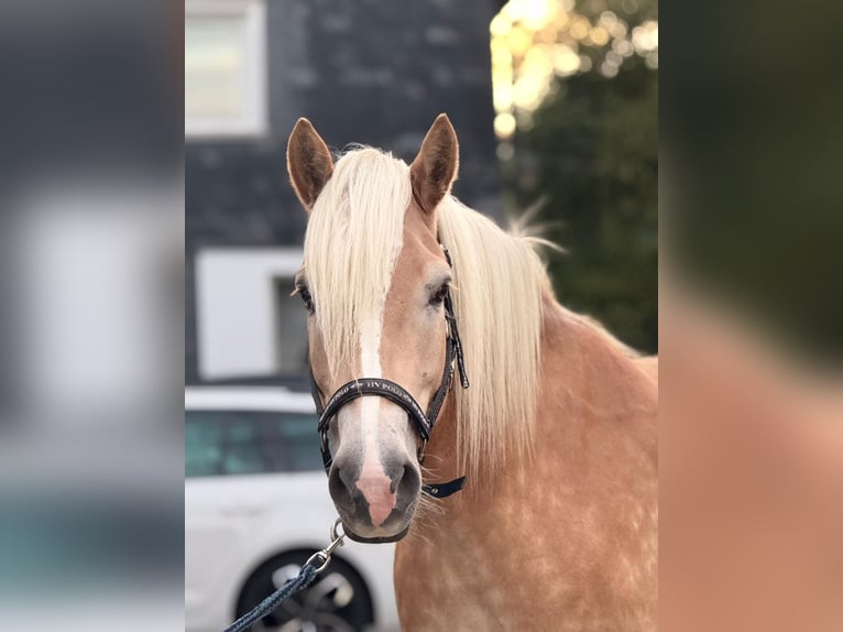 Haflinger Wallach 5 Jahre 155 cm Fuchs in Wuppertal