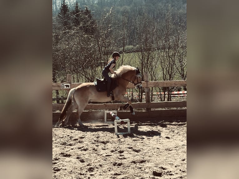 Haflinger Wallach 5 Jahre 155 cm in Bad M&#xFC;nder am Deister
