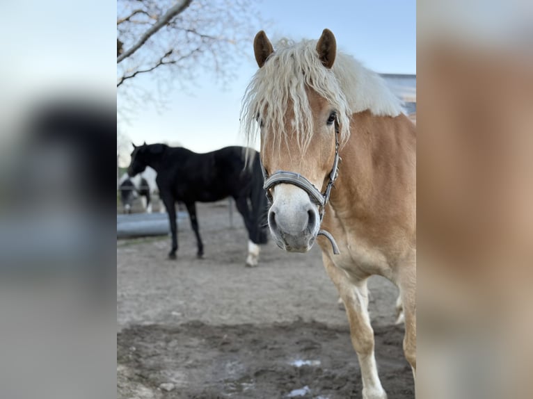 Haflinger Wallach 5 Jahre 155 cm in Bad M&#xFC;nder am Deister