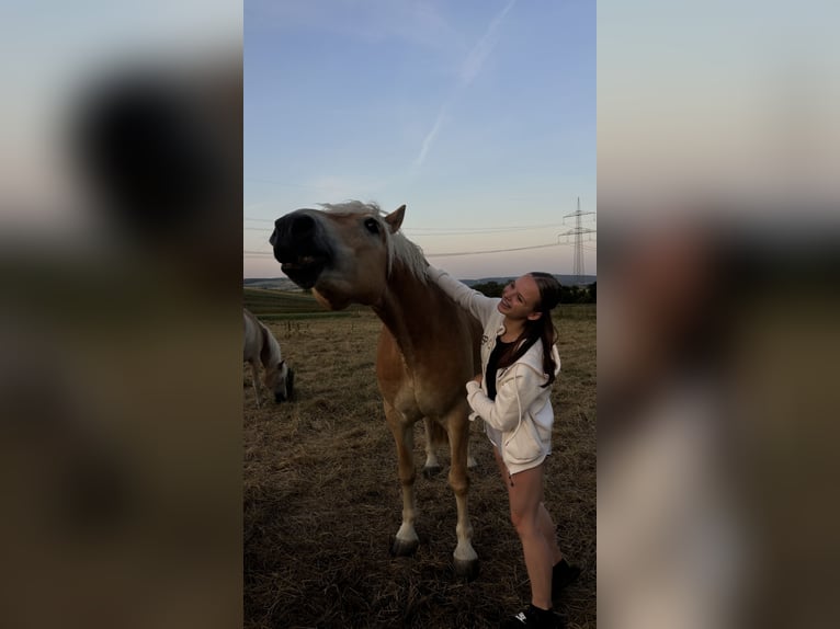 Haflinger Wallach 5 Jahre 155 cm in Bad M&#xFC;nder am Deister