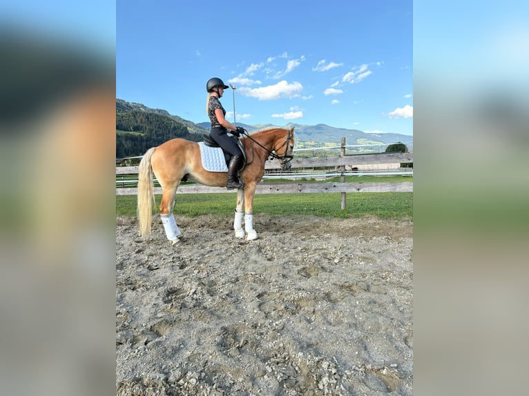 Haflinger Wallach 5 Jahre 155 cm  in Mühlbach