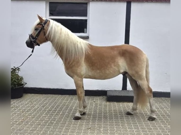Haflinger Wallach 5 Jahre 156 cm Fuchs in Bönen