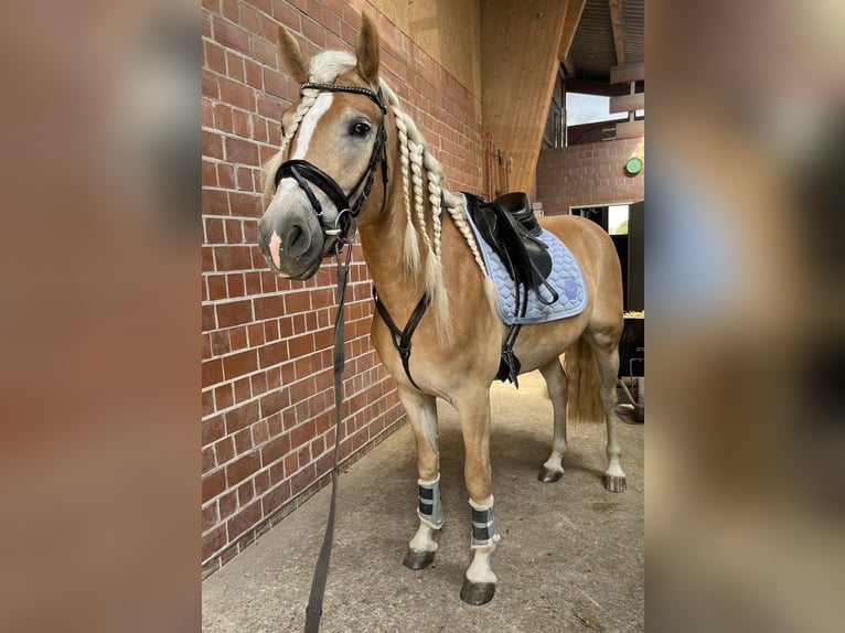Haflinger Wallach 5 Jahre 156 cm Fuchs in Bönen