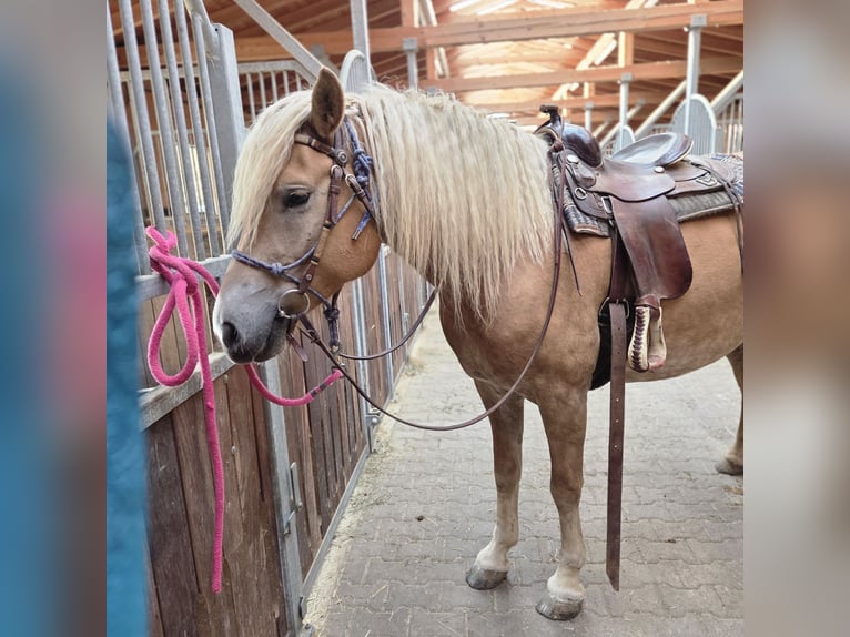 Haflinger Wallach 5 Jahre 157 cm Fuchs in Auerbach