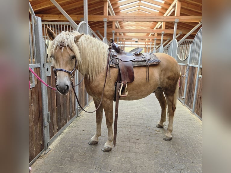 Haflinger Wallach 5 Jahre 157 cm Fuchs in Auerbach
