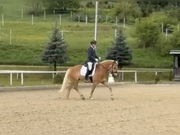 Haflinger Wallach 5 Jahre 158 cm Fuchs in Pelmberg