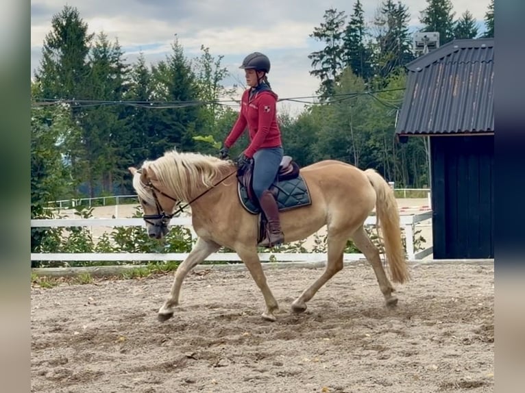 Haflinger Wallach 5 Jahre 158 cm Fuchs in Davidschlag