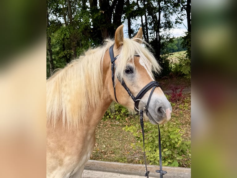 Haflinger Wallach 5 Jahre 158 cm Fuchs in Davidschlag