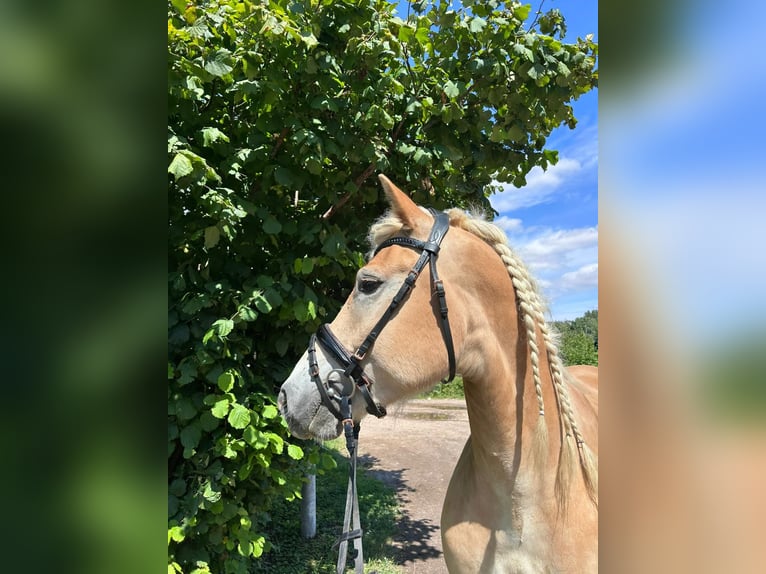 Haflinger Wallach 5 Jahre 158 cm Fuchs in Niederzier