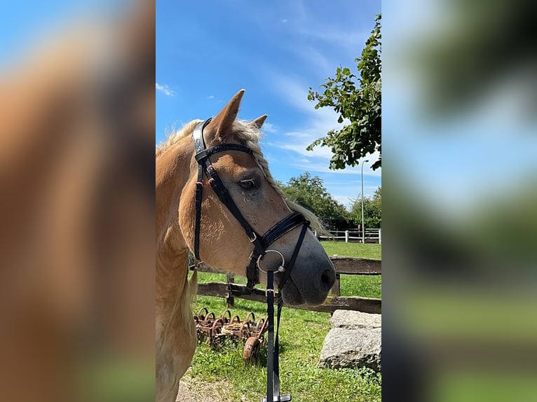 Haflinger Wallach 5 Jahre 158 cm Fuchs in Niederzier