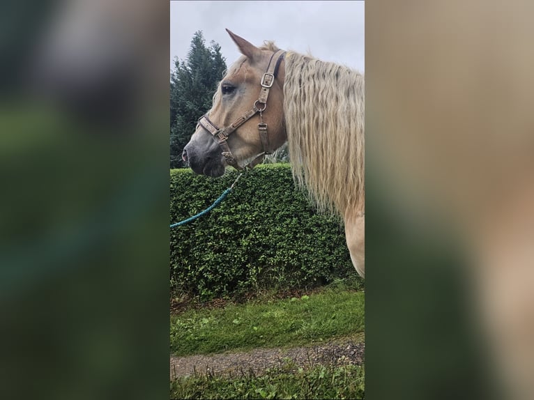 Haflinger Wallach 5 Jahre 158 cm Fuchs in Niederzier