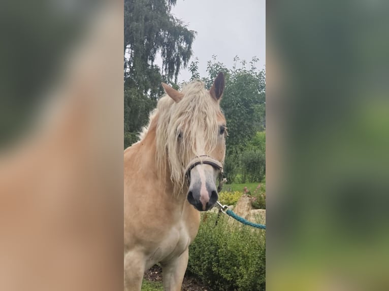 Haflinger Wallach 5 Jahre 158 cm Fuchs in Niederzier