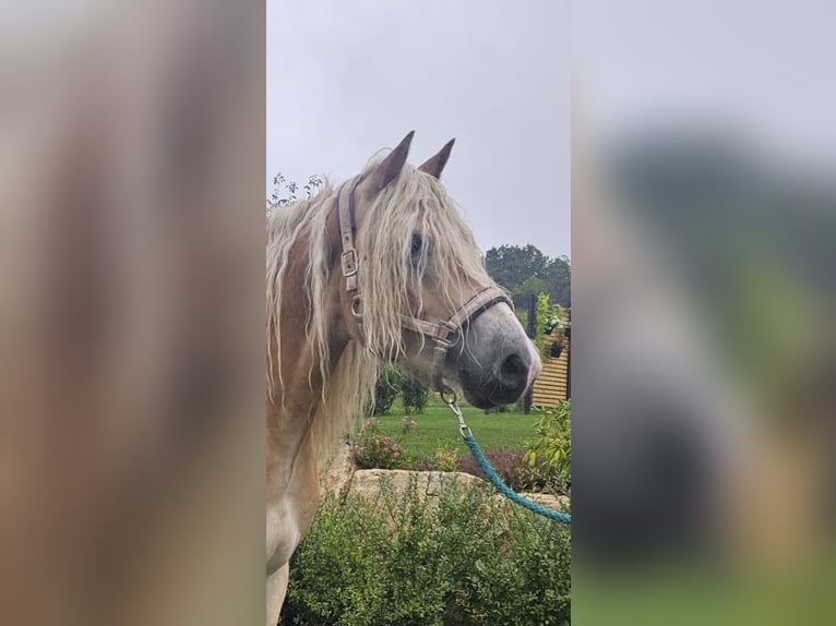 Haflinger Wallach 5 Jahre 158 cm Fuchs in Niederzier