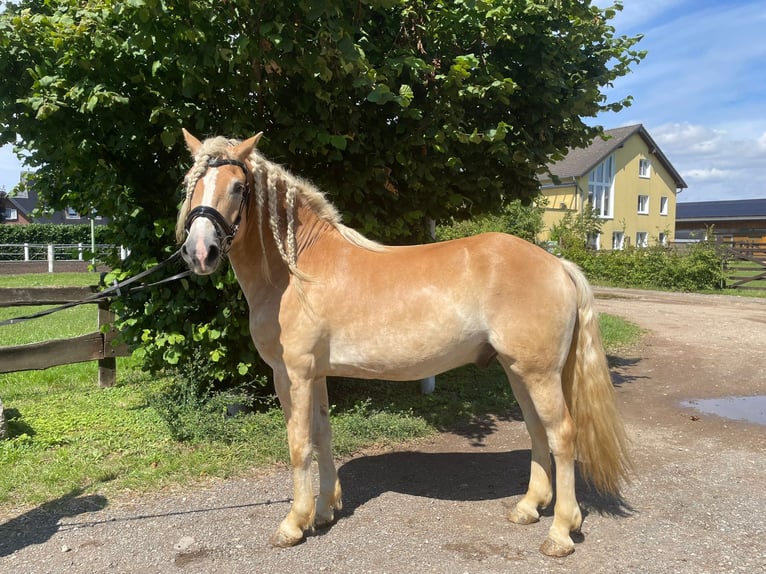 Haflinger Wallach 5 Jahre 158 cm Fuchs in Niederzier