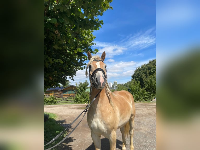 Haflinger Wallach 5 Jahre 158 cm Fuchs in Niederzier