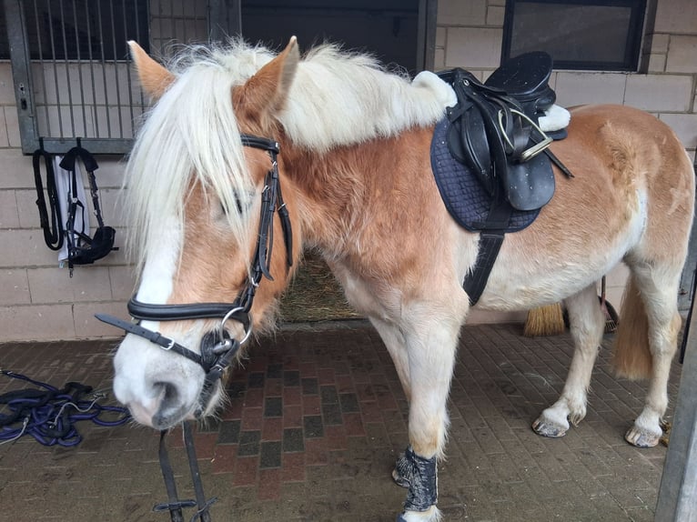 Haflinger Wallach 5 Jahre 160 cm Fuchs in Marpingen