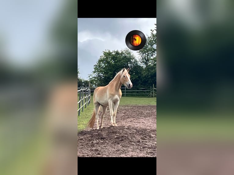 Haflinger Wallach 5 Jahre 160 cm Fuchs in Marpingen