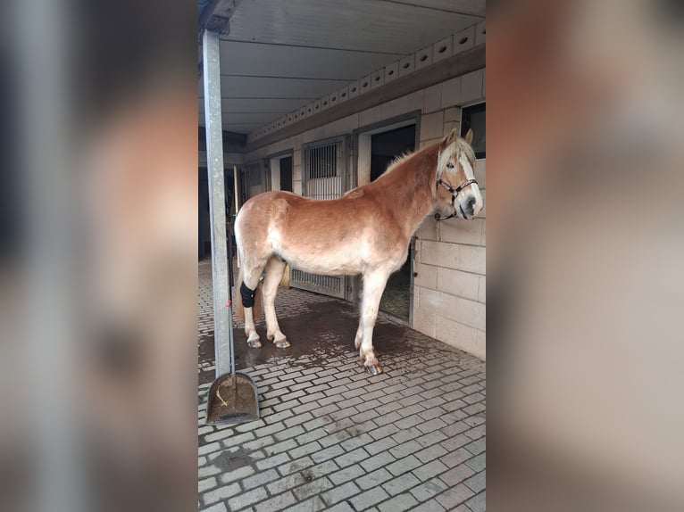 Haflinger Wallach 5 Jahre 160 cm Fuchs in Marpingen