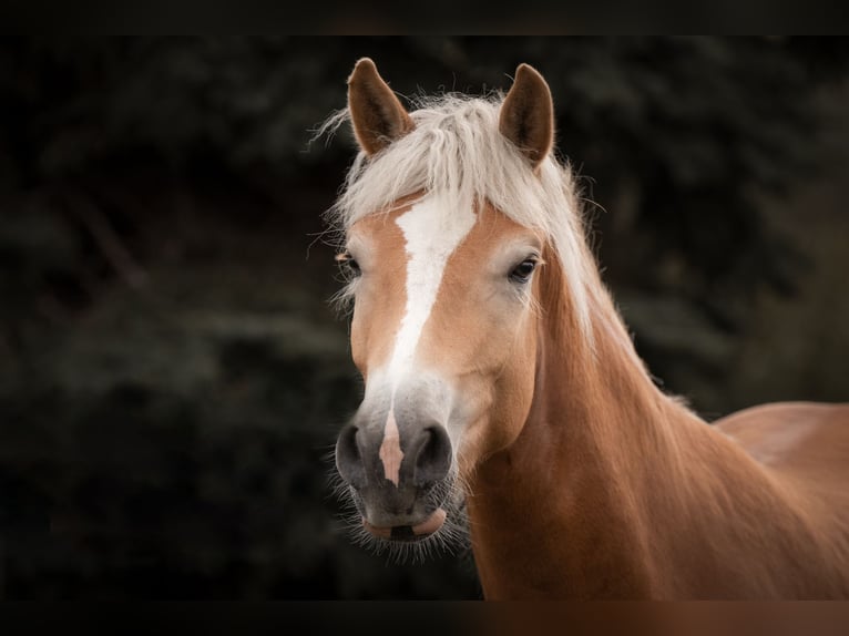 Haflinger Wallach 5 Jahre 161 cm Fuchs in Zülpich