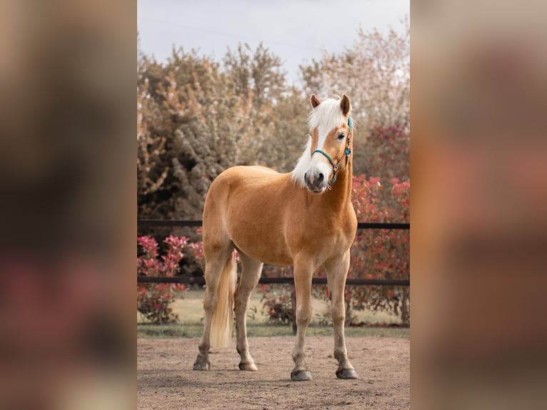 Haflinger Wallach 5 Jahre 161 cm Fuchs in Zülpich