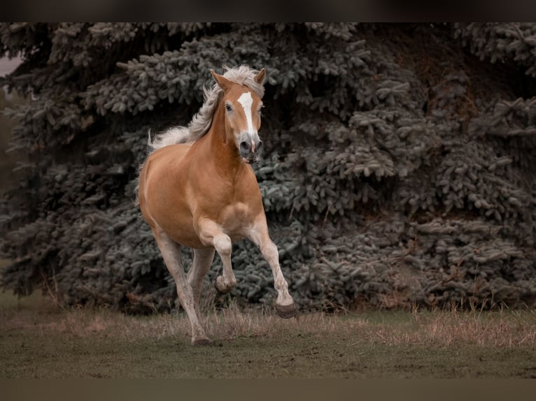 Haflinger Wallach 5 Jahre 161 cm Fuchs in Zülpich