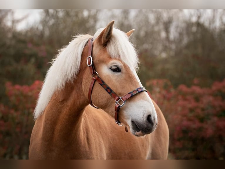 Haflinger Wallach 5 Jahre 161 cm Fuchs in Zülpich