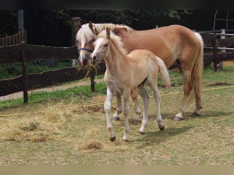 Haflinger Wallach 5 Jahre 161 cm Fuchs in Zülpich