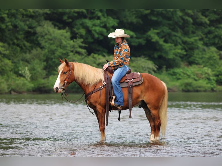 Haflinger Mix Wallach 5 Jahre Dunkelfuchs in Clarion