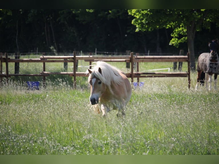 Haflinger Wallach 5 Jahre in Recklinghausen