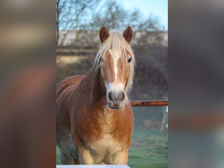 Haflinger Wallach 5 Jahre in Recklinghausen