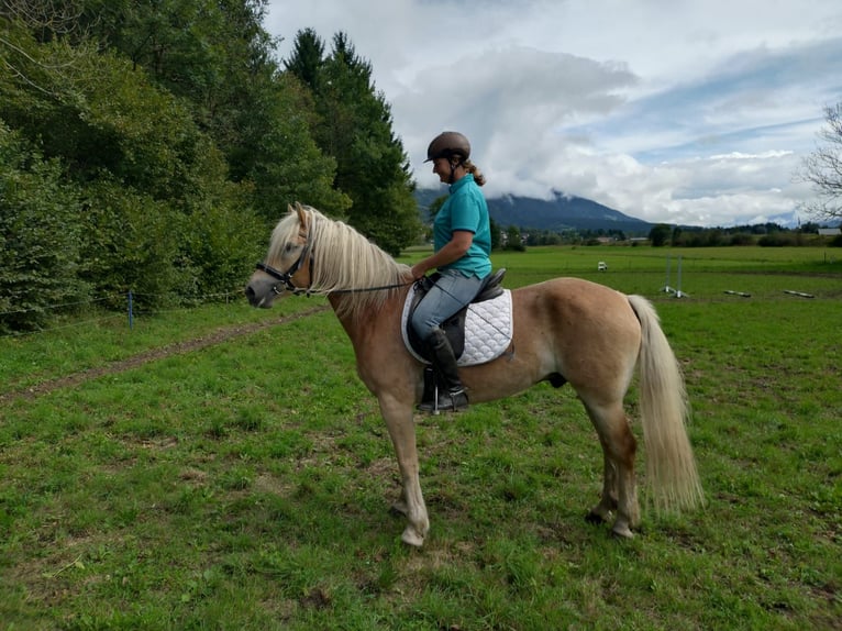 Haflinger Wallach 5 Jahre Fuchs in St. Daniel im Gailtal