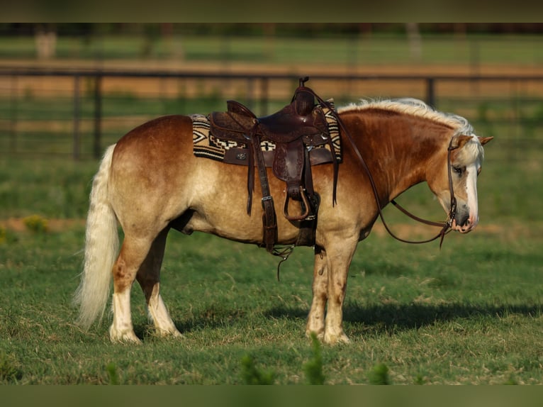 Haflinger Wallach 6 Jahre 135 cm Rotfuchs in Joshua, TX
