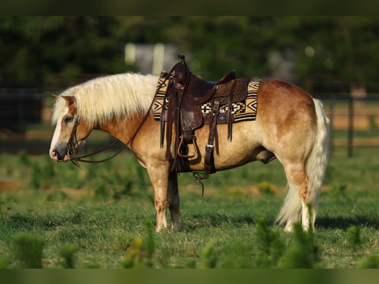 Haflinger Wallach 6 Jahre 135 cm Rotfuchs in Joshua, TX