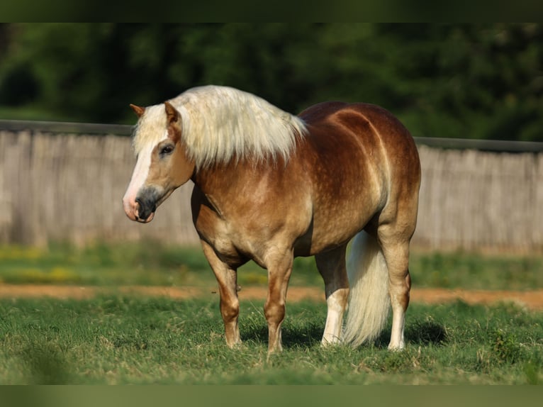 Haflinger Wallach 6 Jahre 135 cm Rotfuchs in Joshua, TX