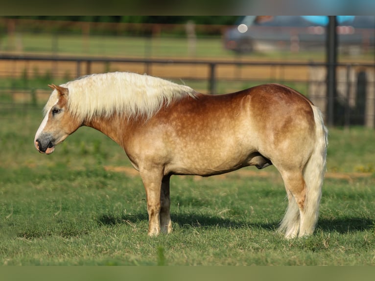 Haflinger Wallach 6 Jahre 135 cm Rotfuchs in Joshua, TX