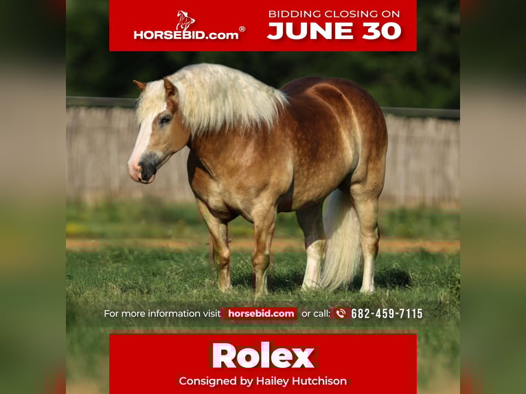 Haflinger Wallach 6 Jahre 135 cm Rotfuchs in Joshua, TX