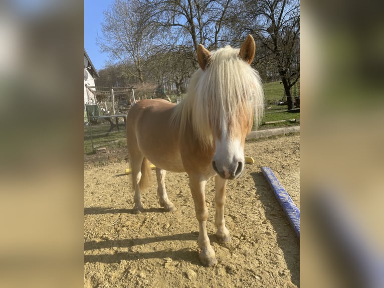 Haflinger Wallach 6 Jahre 140 cm  in Arnsberg