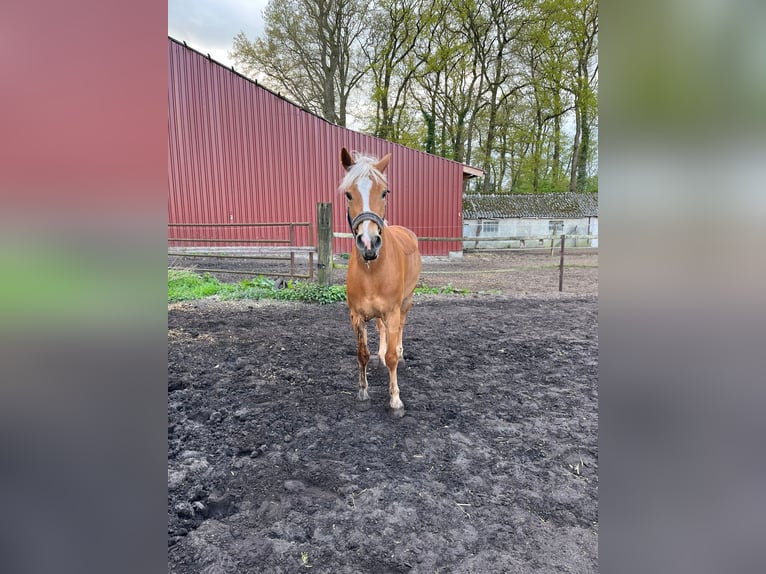Haflinger Wallach 6 Jahre 144 cm Fuchs in Garrel