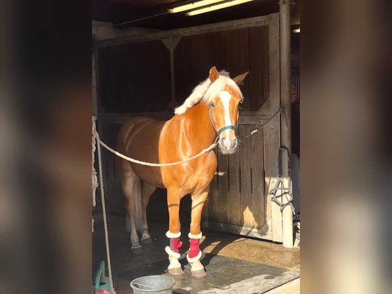 Haflinger Wallach 6 Jahre 144 cm Fuchs in Garrel