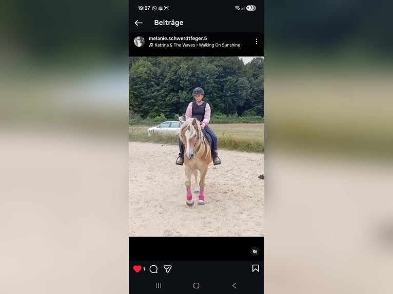 Haflinger Wallach 6 Jahre 145 cm  in Brebel