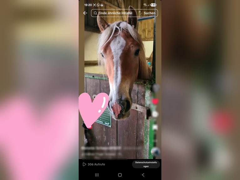 Haflinger Wallach 6 Jahre 145 cm  in Brebel