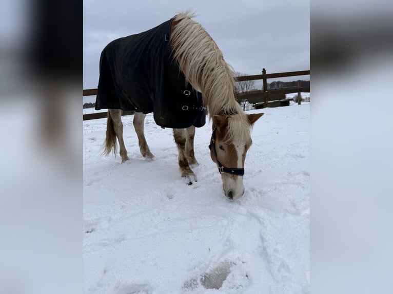 Haflinger Wallach 6 Jahre 145 cm Fuchs in Remscheid