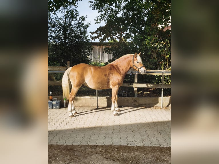 Haflinger Wallach 6 Jahre 146 cm Fuchs in Altenmünster