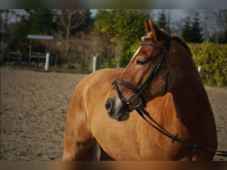 Haflinger Wallach 6 Jahre 146 cm Fuchs in Bremerhaven
