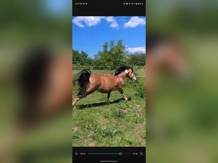 Haflinger Mix Wallach 6 Jahre 146 cm Schecke in Eltville am Rhein