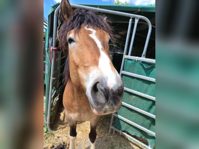 Haflinger Mix Wallach 6 Jahre 146 cm Schecke in Eltville am Rhein